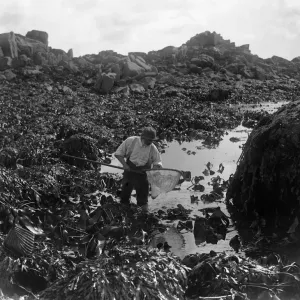 A man fishing for ormers or abalone (shellfish) with his net along the seashore in A man fishing for ormers or abalone (shellfish) with his net along the seashore in
