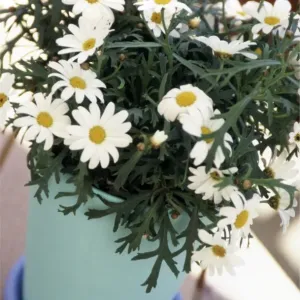 Marguerite daisies growing in clay pot painted in blue and turqoise outdoors on decking