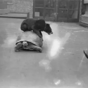 Where is Minnie ? Off for a ride on Moocher. Bear and tortoise are close friends Where is Minnie ? Off for a ride on Moocher. Bear and tortoise are close friends