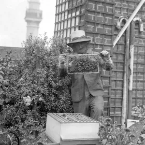 Señor C Keene su rostro cubierto con un marco de sus abejas en el jardín en la azotea del.