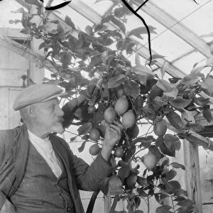 Mr G Lamb of Hextable shows off his lemon plants. 1936