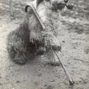 Mr Groombridges Sheepdog 1936 The Old Soldier on Guard - with pipe and stick