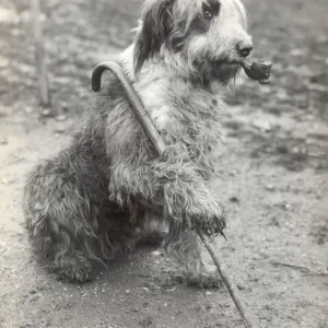 Mr Groombridge's Sheepdog Print 1936 - The Old Soldier on Guard Mr Groombridge's Sheepdog Print 1936 - The Old Soldier on Guard