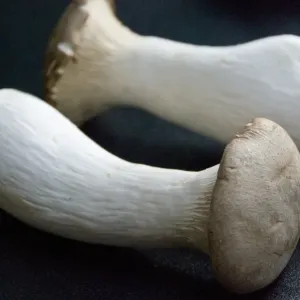 Native to Mediterranean regions of Europe, the Middle East, and North Africa, but