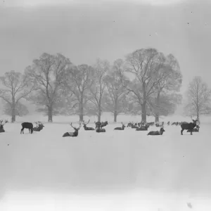 Nature as artist. An artistic winter study in Windsor, Great Park. 15 January 1926 Nature as artist. An artistic winter study in Windsor, Great Park. 15 January 1926