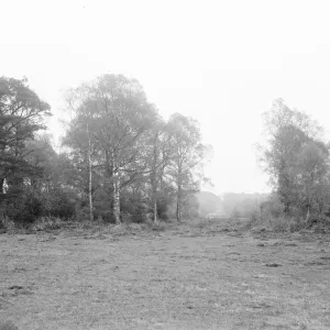 New Forest. 1925 New Forest. 1925