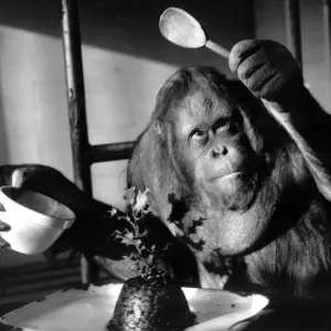 Orangutan makes Christmas pudding Print Orangutan makes Christmas pudding Print