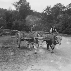 Oxen at Work Print, 12 June 1923 Oxen at Work Print, 12 June 1923
