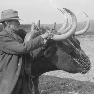 Print of an Oxen on a farm in Sussex, dated 1923 Print of an Oxen on a farm in Sussex, dated 1923