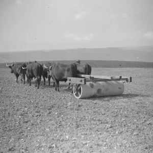 Print of six oxen with a roller at Exeat New Barn Farm in Sussex Print of six oxen with a roller at Exeat New Barn Farm in Sussex