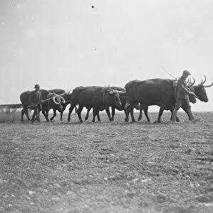 Oxen at work on the land in Sussex Exeat new barn farm, Seaford 12 August 1923