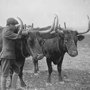 Oxen at work on the land in Sussex Exeat new barn farm, Seaford 26 July 1923
