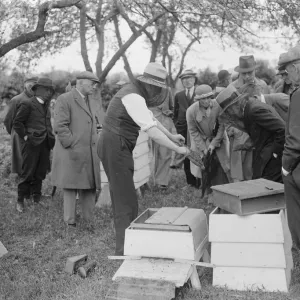 Un apicultor parson mostrando sus colmenas. 1935.