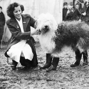 Pastel Blue Autocrat, a beautiful old English sheepdog, came to the West Country Pastel Blue Autocrat, a beautiful old English sheepdog, came to the West Country