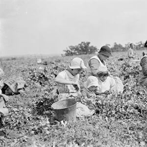 Pea picking in Swanscombe. 6 July 1937