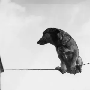 A performing dog on a wire A performing dog on a wire