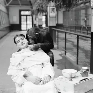 Peter, zoo chimp, gives his keeper a close shave! Keeper Harry Browns daily