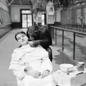 Print of a chimpanzee giving a close shave to its keeper Print of a chimpanzee giving a close shave to its keeper
