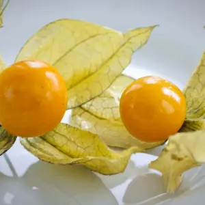 Two Phthysalis Fruits Print