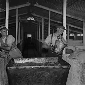 Pigs being fed at Hales Pig Farm in Footscray, Kent. 21 June 1937