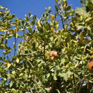 Pomegranates growing in trees in southern Cyprus, against bright blue sky credit
