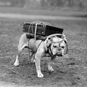 Portable wireless! Typical British bulldog is quite content with his Marconi receiving