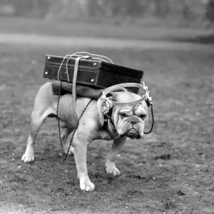 Portable wireless! Typical British bulldog is quite content with his Marconi receiving