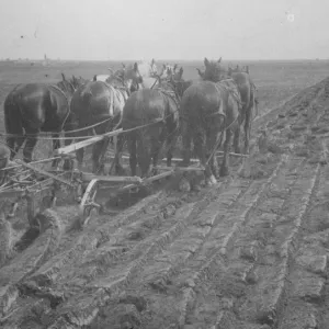Print of an eight horse team breaking virgin prairie in Alberta, 1921 Print of an eight horse team breaking virgin prairie in Alberta, 1921