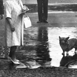 The Queen Mother outside her home at Clarence House on her 84th birthday with a royal corgi