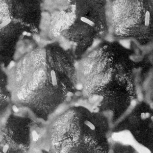 The Queens Eggs : Legs as pollen carriers : the making of combs : Bees