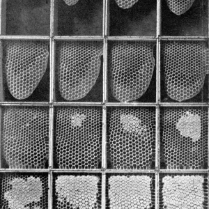 The Queens Eggs : Legs as pollen carriers : the making of combs : Bees