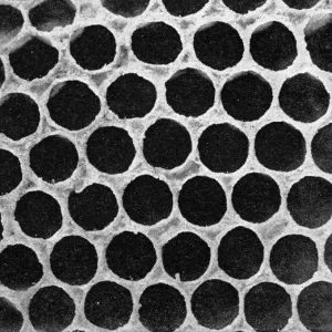 The Queens Eggs : Legs as pollen carriers : the making of combs : Bees