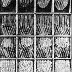 The Queens Eggs : Legs as pollen carriers : the making of combs : Bees