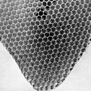 The Queens Eggs : Legs as pollen carriers : the making of combs : Bees