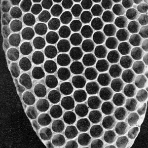 The Queens Eggs : Legs as pollen carriers : the making of combs : Bees