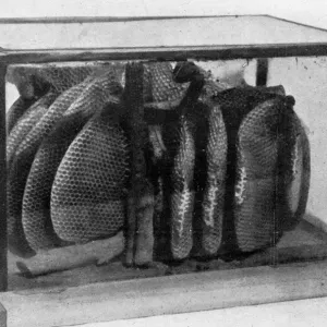 The Queens Eggs : Legs as pollen carriers : the making of combs : Bees