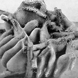 The Queens Eggs : Legs as pollen carriers : the making of combs : Bees