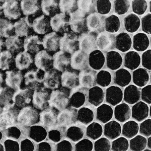 The Queens Eggs : Legs as pollen carriers : the making of combs : Bees