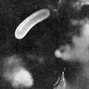 The Queens Eggs : Legs as pollen carriers : the making of combs : Bees