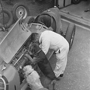 A racing driver and two dogs check the engine of a racing car. 1939