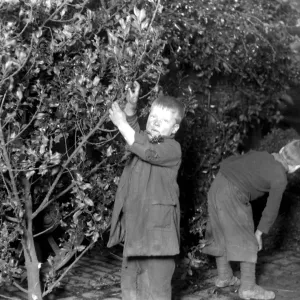 Ragged boys scrounging holly at Covent Garden. 23 December 1919 Ragged boys scrounging holly at Covent Garden. 23 December 1919