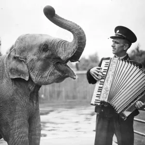 Rajah, one of the young Elephants at the London Zoo, has two outsize ears for music Rajah, one of the young Elephants at the London Zoo, has two outsize ears for music