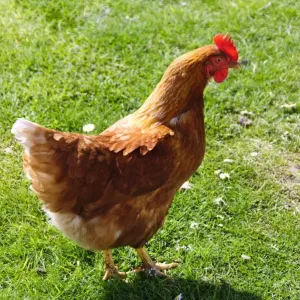 Really free-range hens roaming on stoat and fox free island off Scottish coast. credit
