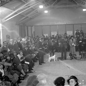 In the show ring at the Sidcup dog show. 1936