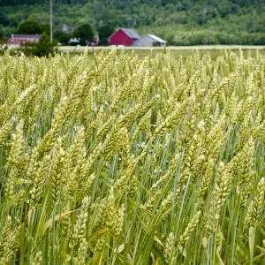 Ripening wheat interspersed with chamomile flowers in field in Halland, southern