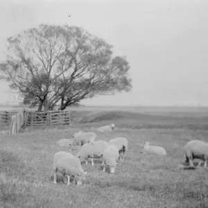 Romney Marsh a sparsely populated wetland area in the counties of Kent and East Sussex 1925 Romney Marsh a sparsely populated wetland area in the counties of Kent and East Sussex 1925