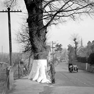 Safety White Tree (Eynesford) [Eynsford] 1934
