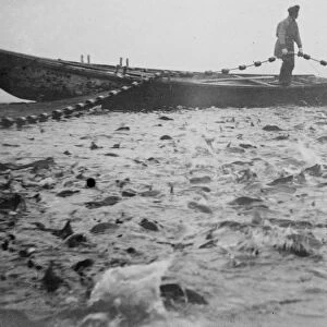 Salmon fishing Kamchatka, A boiling cauldron of fish in Russia 1920