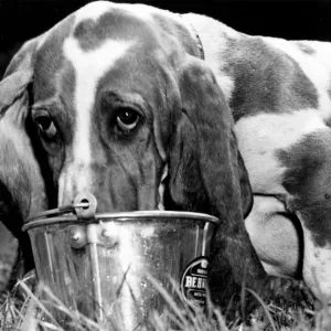 Sam the Basset treats his torrid tongue to a refreshing dousing in a bucket of water