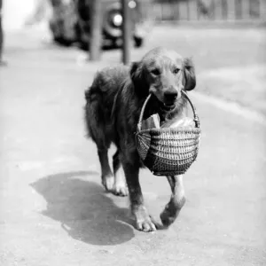 Sandy, an 18-month-old Golden Retriever, is photographed in a wicker basket Sandy, an 18-month-old Golden Retriever, is photographed in a wicker basket